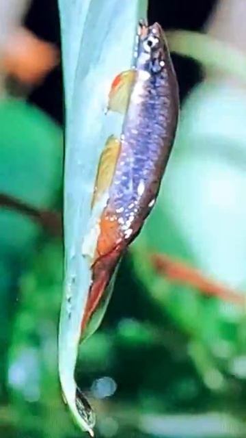 STRANGE FISH LAYING EGGS ON THE LEAF #shorts смотреть онлайн