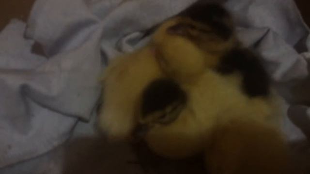 У утки вылупляются утят а🦆🐥🐥🐣😊😍Часть 1 смотреть онлайн