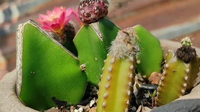 Flores de Octubre /avance del injerto смотреть онлайн