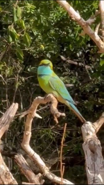 Ceylon Tea Academy#Dazzling Bee-eaters Of Sri Lanka # #travel #natureThé #चाय#Tee#茶#お茶