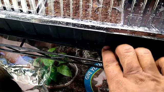 How to get an early start in gardening! Seedlings, germination, grow lights, Greenhouse. (Revised) смотреть онлайн