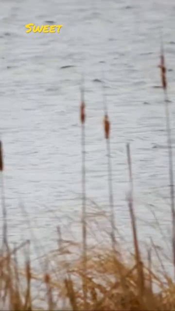 Ruddy duck in breeding plumage is a beautiful little diving duck - red tunic and blue bill! #birds смотреть онлайн