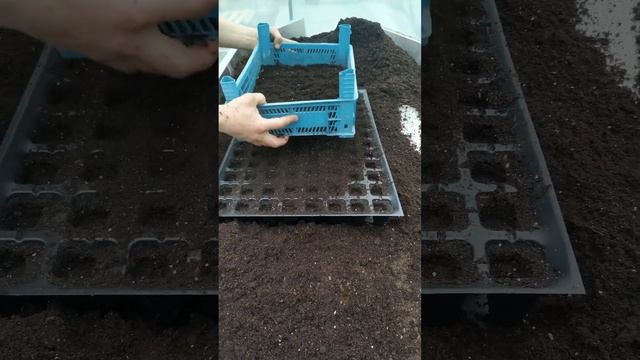 Посів насіння помідорів в касети смотреть онлайн