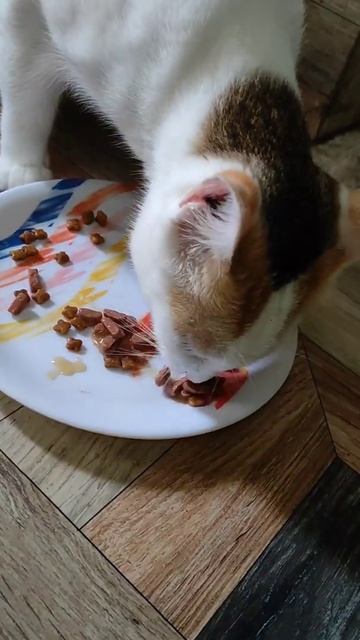 Time for Bily's breakfast: Royal Canin Intense Beauty Wet Cat Food mixed with Me - O Dry food. смотреть онлайн