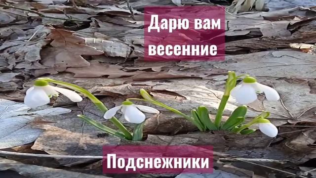 Дарю вам весенние подснежники смотреть онлайн