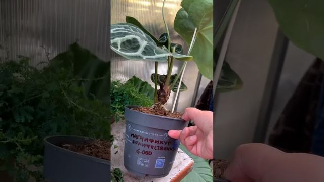 Обзор нового поступления комнатных растений: антуриум Магнификум Зензи мандарин алоказия и други