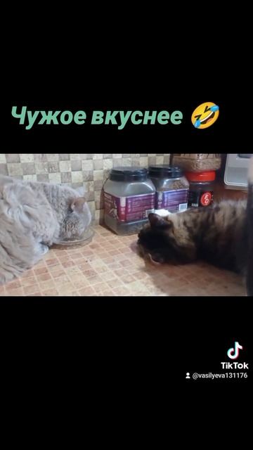 Смешные котики 😺. Помощь бездомным животным. Минск #минск #помощьбездомнымживотным #кот #любимец смотреть онлайн