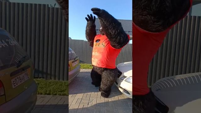 Горилла Джо поздравил Ивана с днём рождения#status #праздник#танцы#спб #деньрождения#колпино#горилл смотреть онлайн