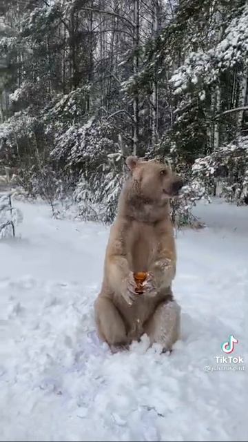 Это🍦был🥞 Самый💯 лучший✨ Мёд🎁 из вкусного 💌 Бочонка🤭😉😘🥰😝😜🎀🤪🔥💕💞💓❣️💟🐻#самый#лучший#мед#медвежонок смотреть онлайн