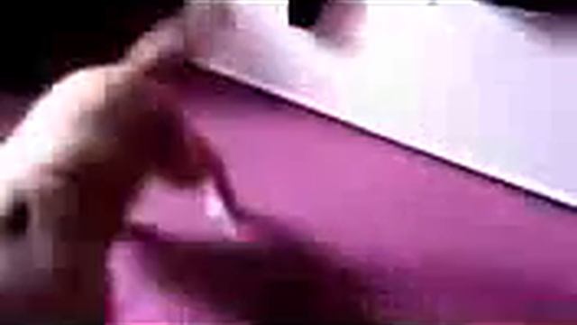 СМЕШНЫЕ ВИДЕО ПРО ЖИВОТНЫХ :D смотреть онлайн