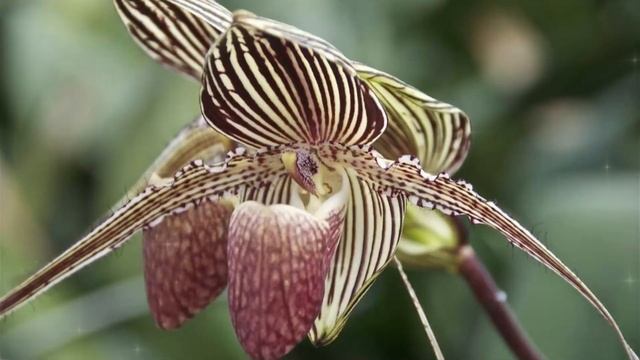 5 Most Expensive Flower in the world | Top 5 Flowers | Worlds Most Expensive Things смотреть онлайн