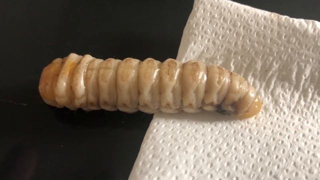 CE MONSTRE QUI ATTAQUE NOS PALMIERS! Paysandisia