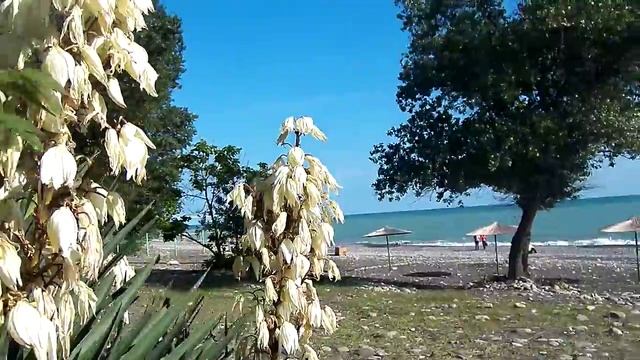 Пляж Багратион Сочи Лазаревский смотреть онлайн