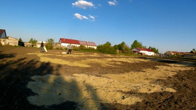 Удобряю огород листьями облепихи ! смотреть онлайн