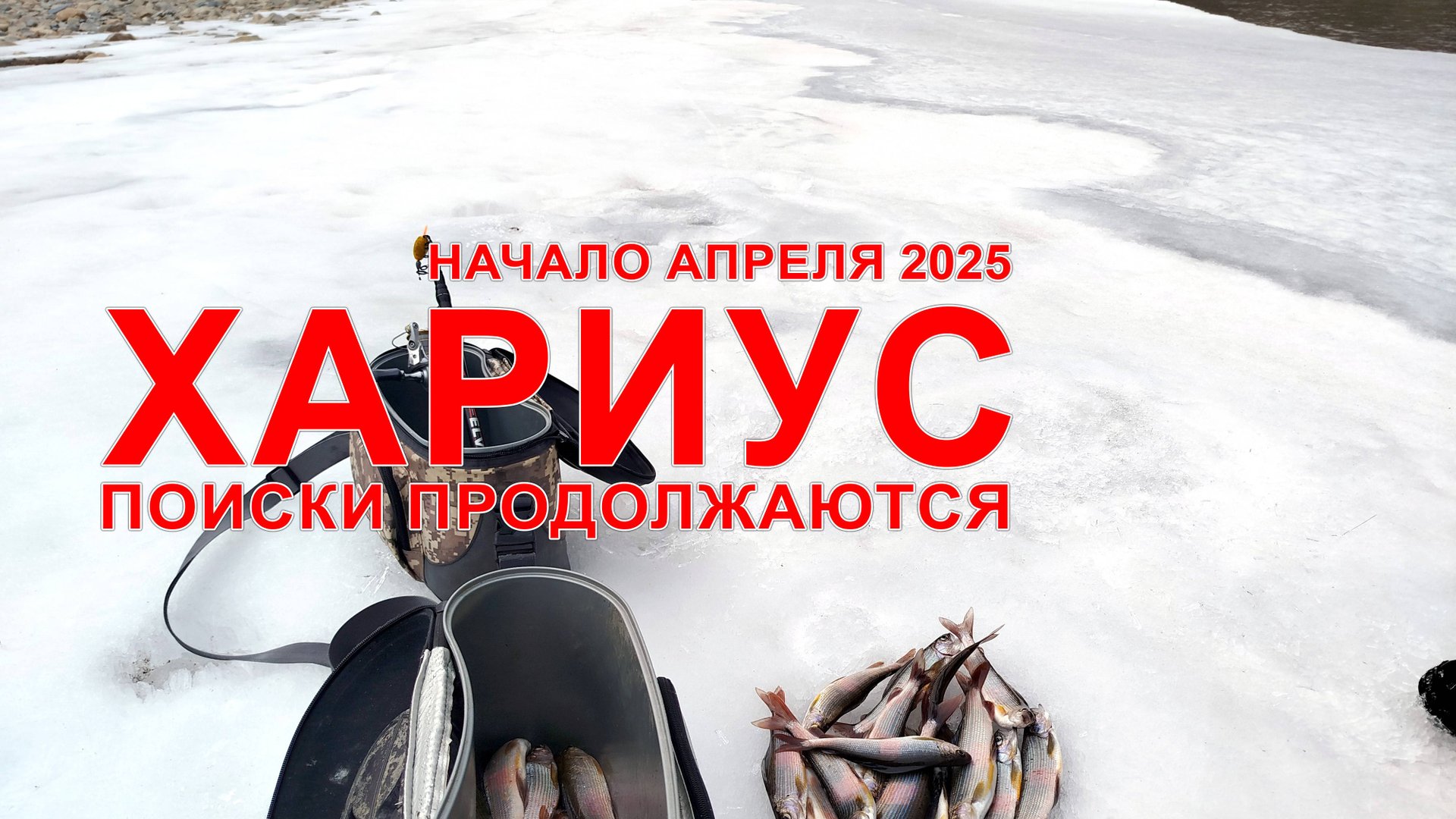 Рыбалка на Уссури в начале апреля 2025. Поиски хариуса продолжаются. И обзор новой пилы. смотреть онлайн