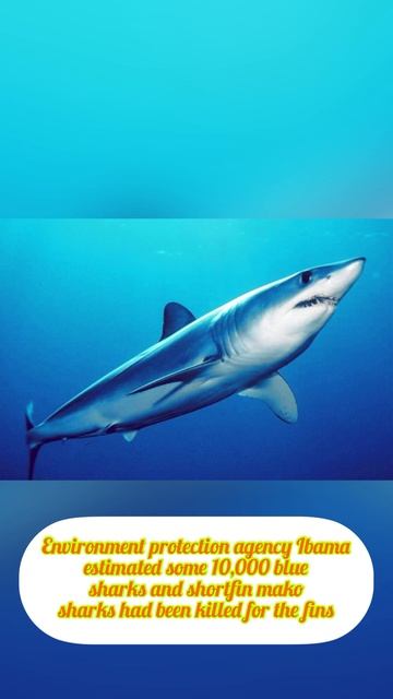 Brazil Seizes World’s Biggest Consignment Of Illegal Shark Fins #viral #trending #news #shark #like