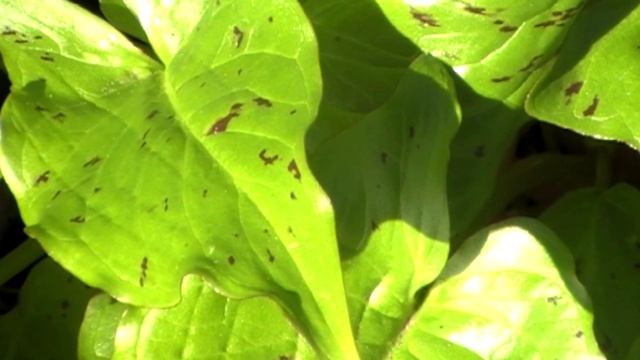 Poisonous Plants 1-2-1, Arum maculatum, lords & ladies, cuckoopint смотреть онлайн