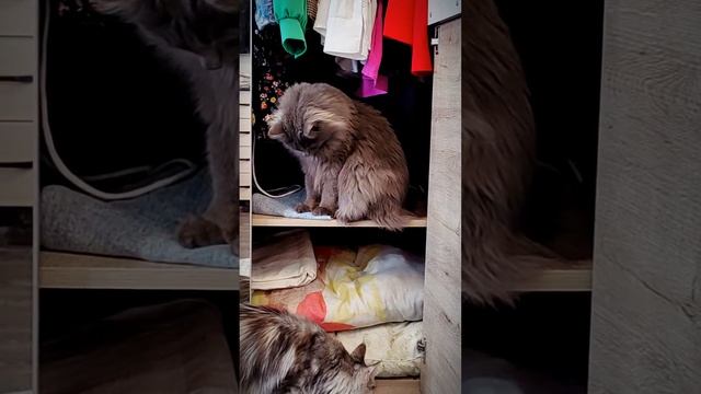 КОТ И ШКАФ. КОТ РЕВИЗОР! #мейнкун #cats #котики