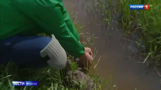 Беспредельное свинство - Вести смотреть онлайн