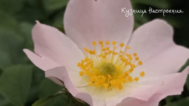 13 июня Вознесение Господне. Что нельзя делать на Вознесение Господне. Народные традиции и приметы. смотреть онлайн