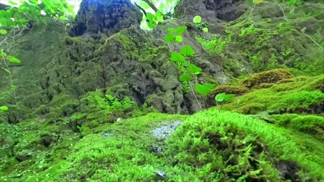 Лазаревское. Большое путешествие в Мамедовом ущелье. смотреть онлайн