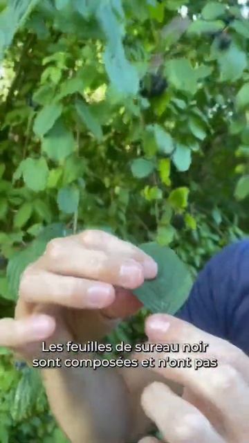 Le cornouiller sanguin : à ne pas confondre avec le sureau noir смотреть онлайн