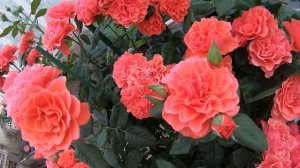 Роза Леди Оф Белград