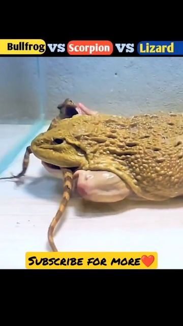 Bullfrog vs Scorpion vs Lizard😱😱😱#shorts #viral смотреть онлайн