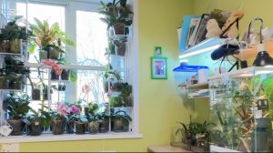 Трудоемкое видео-таймлапс. Уборка орхоокна после зимы, поддержите лайком и подпиской! :)