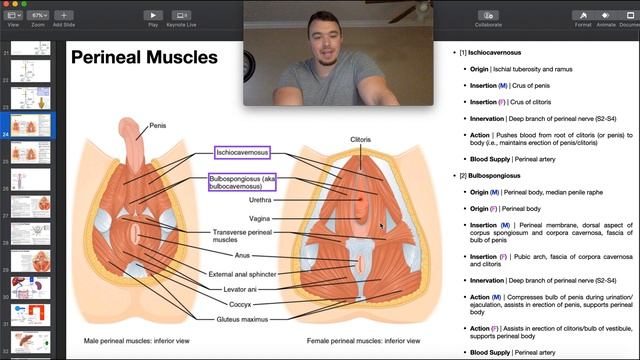 Perineal Muscles Structure, Origins, Insertions, & More