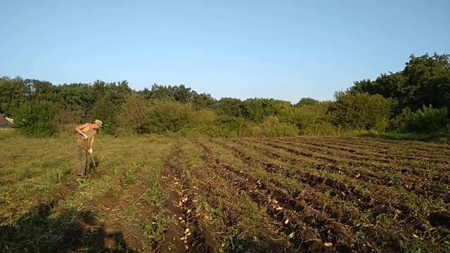 Началась уборка картофеля смотреть онлайн