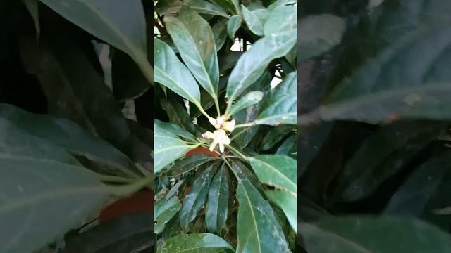 asé ooo, mito ou verdade da macumba, obi bata, obi de 4 gomos, vida real смотреть онлайн