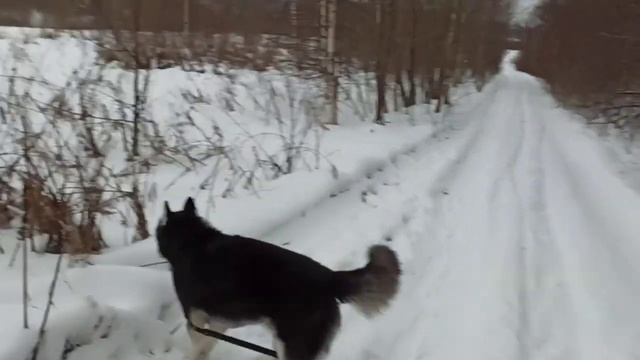 Хаски Дик прогулка в парке 11.01.23 смотреть онлайн