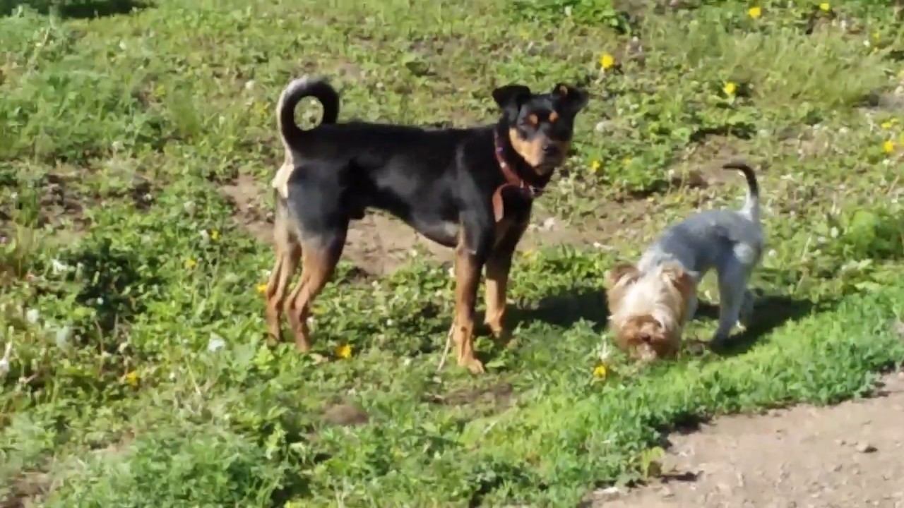 Два пёсика гуляют на улице летом