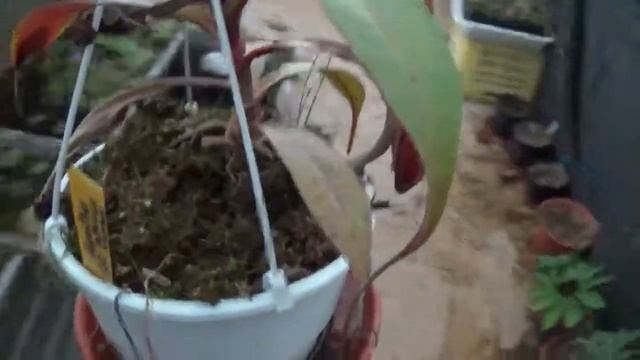 Nepenthes plantas Carnívoras - llego el veranito ha disfrutarlas смотреть онлайн