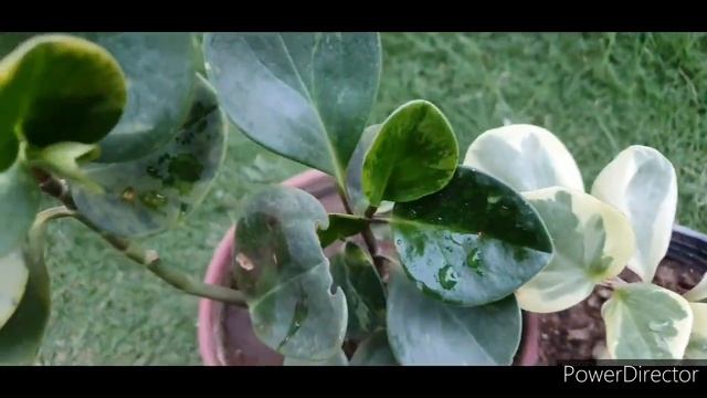 Peperomia Ornamental houseplant//Air purifying plant//Care with fertilizer & Potting soil details смотреть онлайн