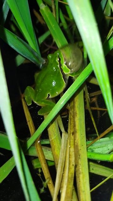 Rzekotka wschodnia (Hyla orientalis) смотреть онлайн