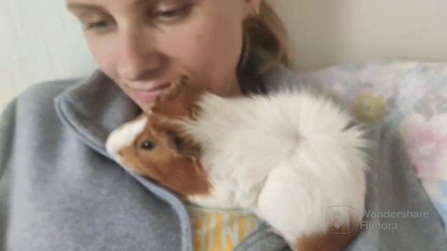 моя морская свинка смотреть онлайн