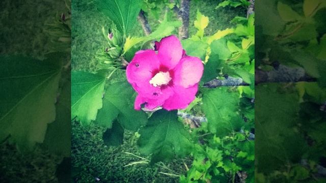 Wednesday flower. Have a great day everyone :) смотреть онлайн