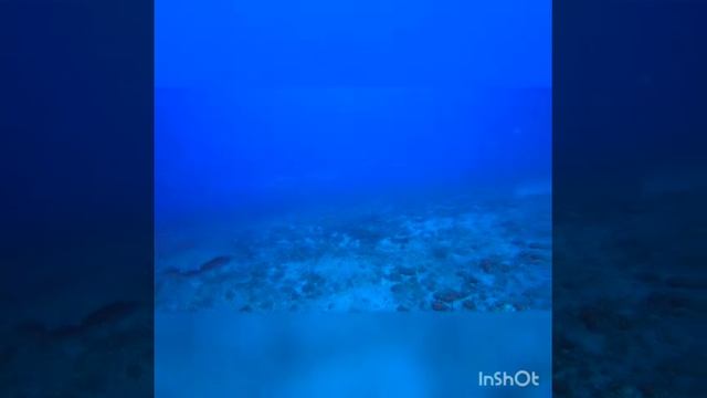 Palmar Wall Bull Ray смотреть онлайн