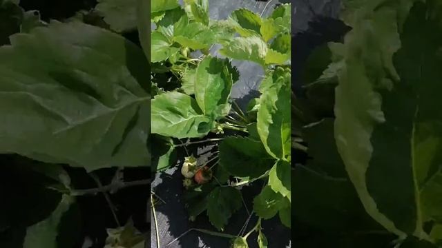 Сорт клубники Азия смотреть онлайн