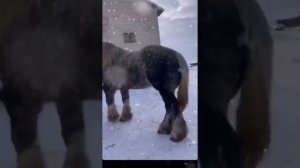 🐴цыганские лошади🐴