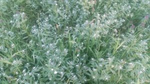 Цветёт сорная трава