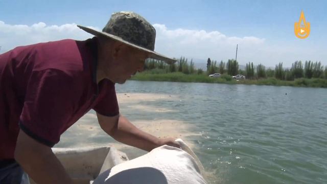 В УППТ АО «Алмалыкский ГМК» сбор урожая в самом разгаре смотреть онлайн