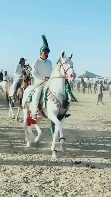 Narway horse whats up status || #short #norwayhorses смотреть онлайн