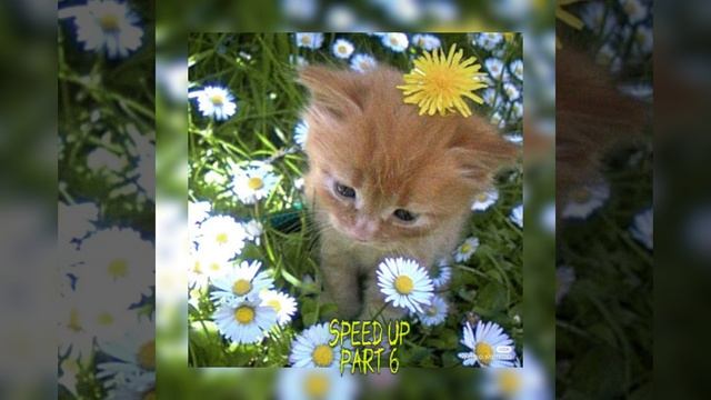 Speed Up Part 6 смотреть онлайн