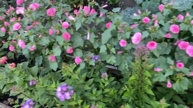 Загарино 2023: Доброе утро ! Мамины цветочки в огороде/28.07.23 05:15 смотреть онлайн