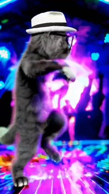 Disco Queen Cat Takes the Floor смотреть онлайн