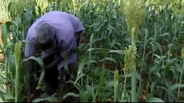 Sorghum Management смотреть онлайн