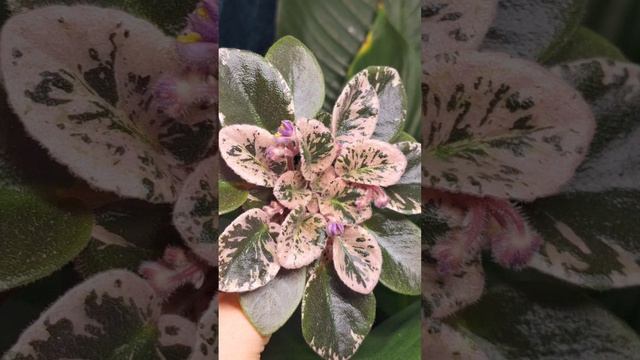 Весенние красавицы смотреть онлайн